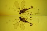 Fossil Fly (Diptera) With Eggs, In Baltic Amber #183549-1